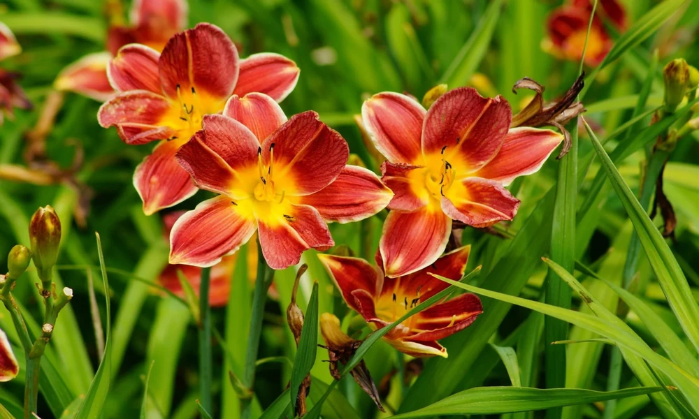 Top 10 UK Suppliers of Pot-Grown Daylily Plants